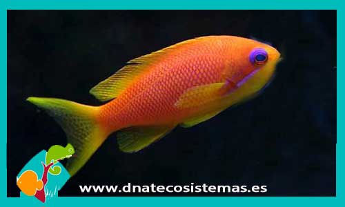 pseudanthias-squamipinnis-4-6cm-hembra-tienda-de-peces-online