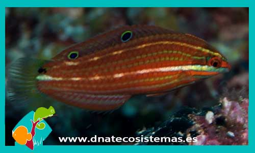 halichoeres-biocellatus-rojo-tienda-de-peces-online-peces-por-internet-mundo-marino-todo-marino