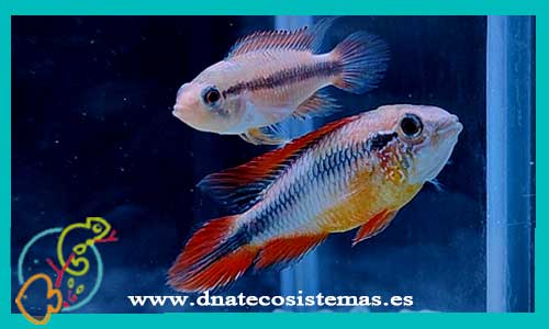 oferta-apistogramma-agasizi-doble-rojo-tienda-de-peces-online-peces-por-internet-peces-agua-dulce-ciclidos-americanos