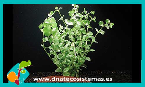 lysmachia-nummularia-plantas-para-acuarios-de-agua-dulce