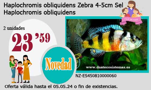 Haplochromis obliquidens Zebra 4-5cm Sel.