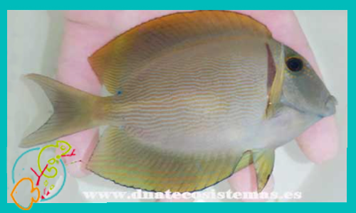 ctenochaetus-striatus-6-8cm-tienda-de-peces-online-peces-por-internet