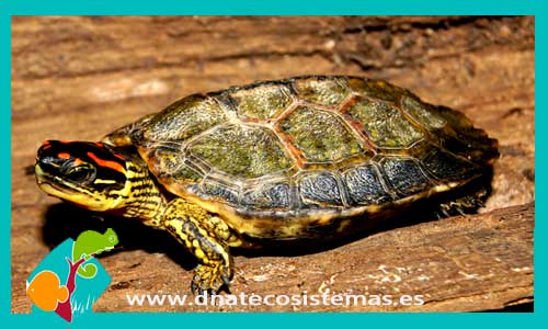 tortuga-cabeza-pintada-rhinoclemys-funerea-tortuga-de-bosque-centroamericana-venta-tortugas-online-tienda-de-tortugas-online-compra-de-tortugas-productos-para-tortugas