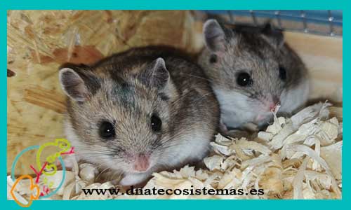 oferta-venta-hamster-chino-cricetulus-griseus-tienda-de-mamiferos-baratos-online-venta-de-mascotas-economicas-por-internet-tienda-hamster-relago-online
