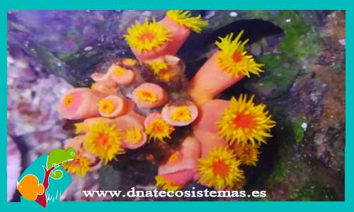 dendrophyllia-sp-amarilla-coral-duro