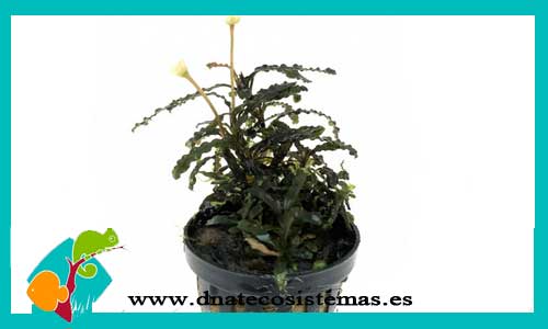 bucephalandra-titan-bucephalandra-plantas-para-acuarios-de-agua-dulce