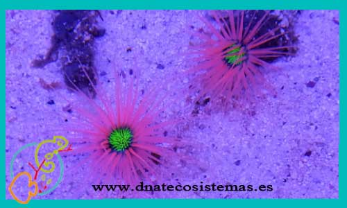 oferta-pachyceriantus-sp-anemona-tienda-peces-marinos-online-venta-anemonas-por-internet-tiendamascotasonline-tiendapecesinternet-barato