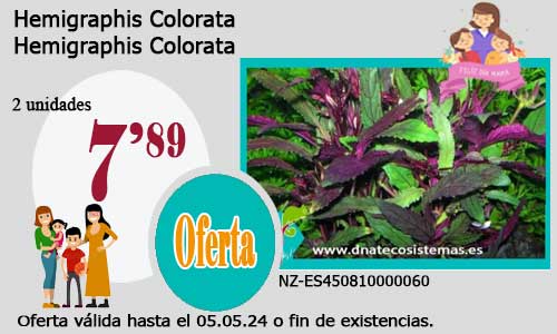 17-04-24-hemigraphis-colorata-plantas-para-acuarios-de-agua-dulce