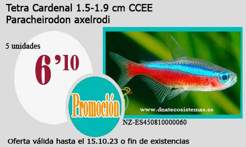 Tetra Cardenal  1.5-1.9 cm CCEE.