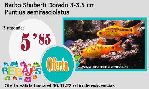 Barbo Shuberti Dorado 3-3.5 cm