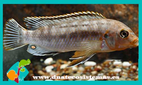 labidochromis-maculicauda-3-4cm-tienda-de-peces-online-peces-por-internet-peces-venta-de-peces-africanos
