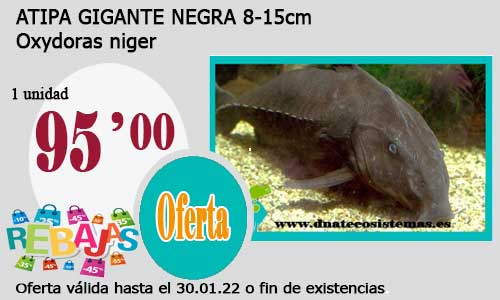 ATIPA GIGANTE NEGRA 8-15cm