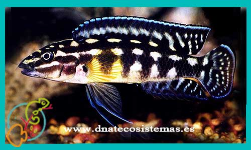 oferta-venta-julidochromis-marlieri-magara-black-3.5cm-dickfeldi-ornatus-regani-transcriptus-tienda-peces-tropicales-baratos-online-venta-peces-lago-tanganica-por-internet-tienda-mascotas-peces-africanos-rebajas-envio