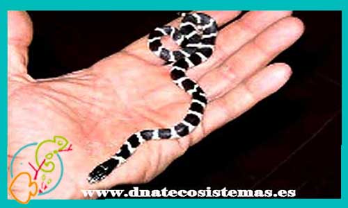 oferta-venta-serpiente-rey-california-nadidas-7-2022-lampropeltis-californiae-tienda-de-reptiles-online