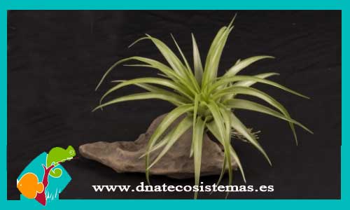 tillandsia-brachycaulos-multiflora-diametro-10cm-altura-10cm-tienda-online-de-productos-para-terrarios