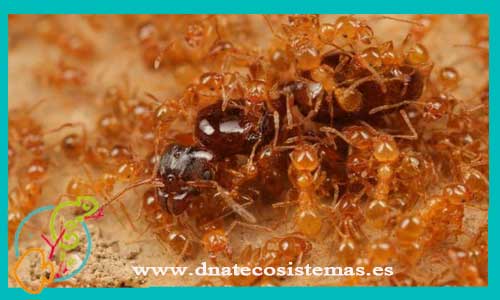 oferta-hormigas-pheidole-pallidula-reina-tienda-de-invertebrados-online-venta-de-hormigas-por-internet-tiendamascotasonline-venta-reptiles-online-barato-economico