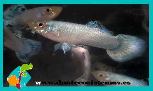 guppy-macho-blue-plata-grass-guppy-macho-selecto-blue-darck-moscu-tienda-de-peces-dnatecosistemas-poison-peixe