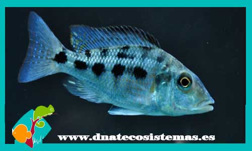 fossorochromis-rostratus-3-4cm-tienda-de-peces-online-venta-de-peces-por-internet