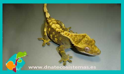 gecko-nueva-caledonia-arlequin-rhacodactylus-ciliatus-harlequin-venta-tienda-de-reptiles-online