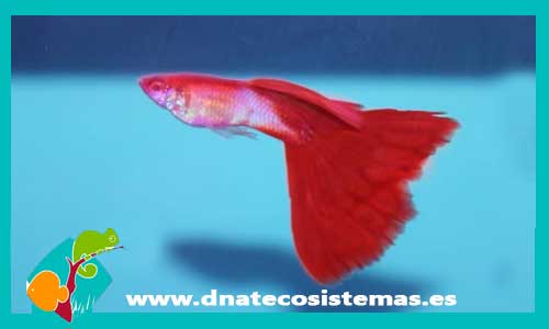guppy-selecto-macho-japan-blue-redtail-albino-poecilia-reticulata-tienda-de-peces-online