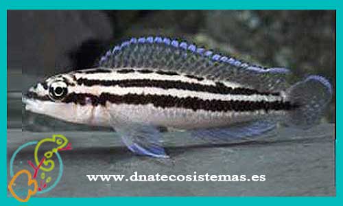 oferta-venta-julidochromis-dickfeldi-silver-3cm-marlieri-ornatus-regani-transcriptus-tienda-peces-tropicales-baratos-online-venta-peces-lago-tanganica-por-internet-tienda-mascotas-peces-africanos-rebajas-envio