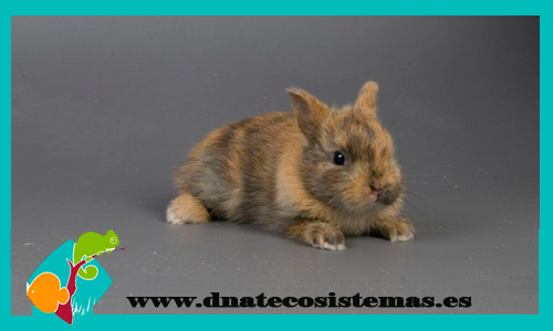 conejo-supertoy-tricolor-con-pedigri-chip-tienda-conejo-online-accesorios-juguetes-comida-golosinas-conejos