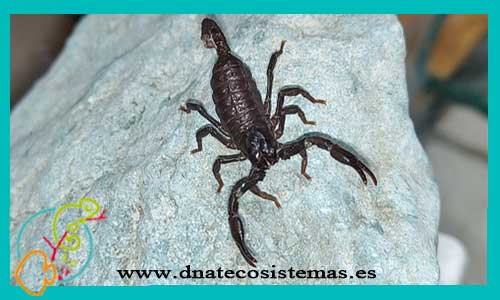 oferta-escorpion-petersi-babyl-heterometrus-peters--tienda-de-peces-online-reptileas-venta-de-invertebrados-por-internet-escorpiones-baratos