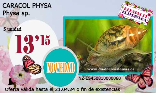CARACOL PHYSA.