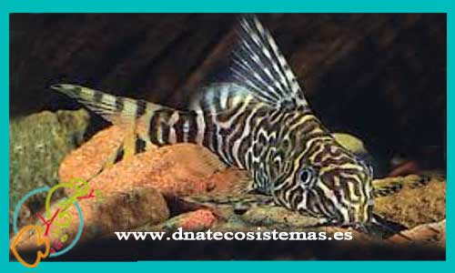 oferta-venta-sinodontis-aterrimus-3-3.5cm-ccee-synodontis-decorus-nigriventris-multipunctatus-batensoda-eupterus-tienda-peces-tropicales-baratos-online-venta-peces-gatos-por-internet-tienda-mascotas-peces-rebajas-envio