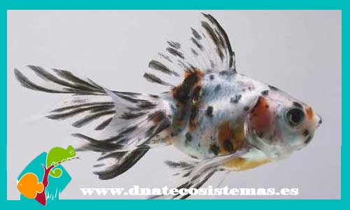 fantail-calico-3-4-cm-tienda-online-peces-venta-de-peces-compra-de-peces-online-peces-baratos