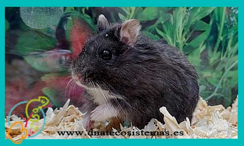 oferta-venta-hamster-ruso-negro-ccee-phodopus-sungorus-tienda-de-mamiferos-baratos-online-venta-de-mascotas-economicas-por-internet-tienda-hamster-relago-online