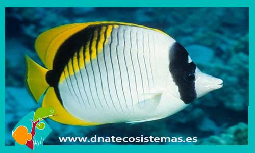 chaetodon-lineolatus-tienda-online-accesorios-para-peces-marinos-peces-mariposa