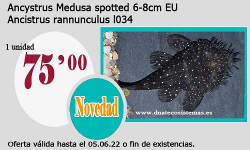 .Ancystrus Medusa spotted 6-8cm EU