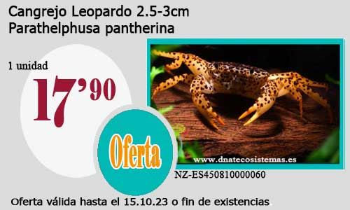 Cangrejo Leopardo 2.5-3cm.