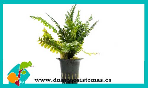 trichomanes-javanicum-plantas-para-acuario-de-agua-dulce