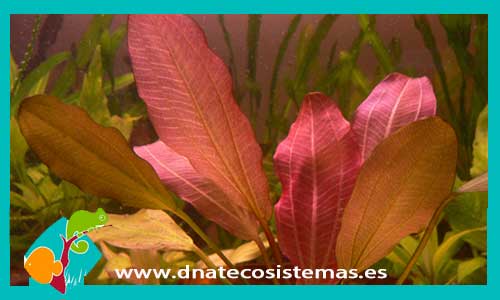 echinodorus-roter-oktober-plantas-para-acuarios-de-agua-dulce
