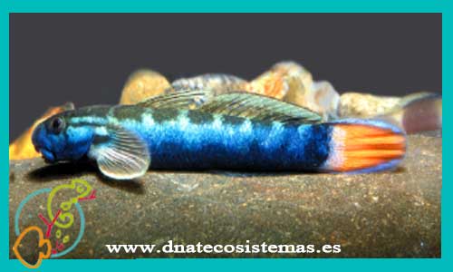 sicyopus-lagocephalus-gobio-de-4-6-cola-roja-venta-de-peces-online-tienda-de-peces-online-compra-de-peces-online-gobio-rojo-comealgas-cara-verdestiphodon-atratus