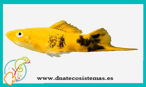 oferta-venta-xipho-amarillo-tuxedo-5-6cm-xiphophorus-helleri-tienda-peces-tropicales-baratos-online-venta-peces-espadas-por-internet-tienda-mascotas-peces-rebajas-con-envio