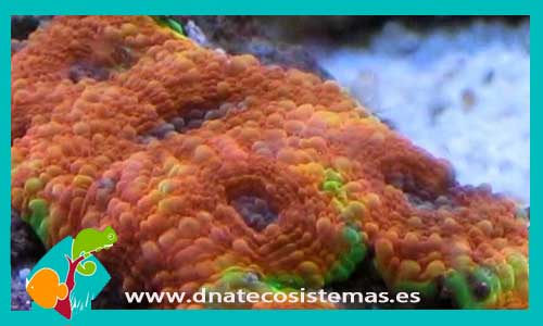 acanthastrea-echinata-premium-australia-coral-duro-coral-blando-tienda-de-peces-online-peces-por-internet-coral-peces-de-agua-salada-mundo-marino-filtro-sal-bomba-termocalentador-uv-alimento-congelado