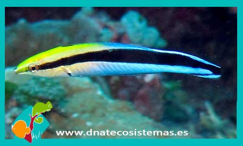 labroides-dimidiatus-4-6cm-tienda-de-peces-online-peces-por-internet-mundo-marino-todo-marino