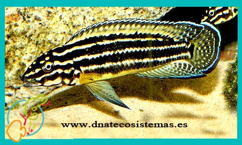 oferta-venta-julidochromis-regani-4-5cmornatus-kasenga-marlieri-magara-black-dickfeldi-transcriptus-tienda-peces-baratos-online-venta-peces-lago-tanganica-por-internet-tienda-mascotas-peces-africanos-rebajas