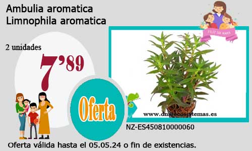 17-04-24-ambulia-limnophila-aromatica-plantas-para-acuarios-de-agua-dulce