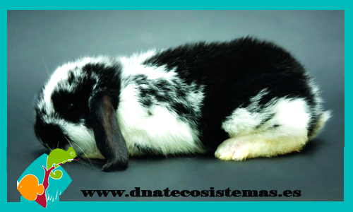 oferta-conejo-bicolor-belier-chip-tienda-conejo-online-accesorios-juguetes-comida-golosinas-conejos