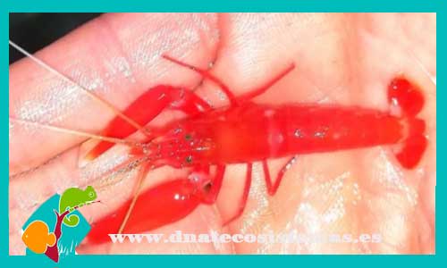 alpheus-bisincisus-rojo-cangejo-gamba-langosta-tienda-de-peces-online-peces-por-internet-mundo-marino-acuario-skimmer-bomba-alimento-comida-congelada-viva-seca-fluorescente-luces