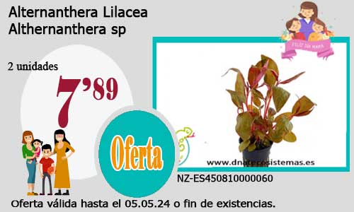 Alternanthera Lilacea.