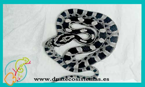 serpiente-del-maiz-anery-elaphe-guttata-tienda-de-peces-online-venta-de-reptiles-online-tienda-de-serpientes-culebras-baratas-tienda-de-reptiles-online