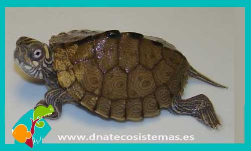 Nueva llegada de tortugas 939527-graptemys-kohni