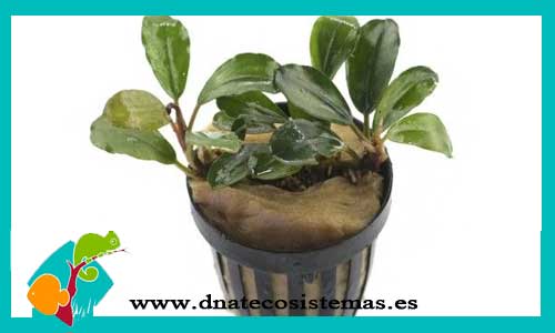 bucephalandra-montleyana-blue-esmeralda-bucephalandra-plantas-para-acuarios-de-agua-dulce