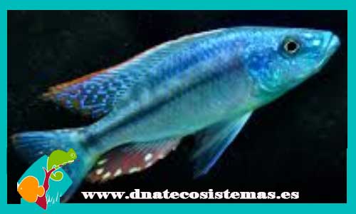 dimidiochromis-strigatus-4-5cm-tienda-de-peces-online-venta-de-peces-por-internet