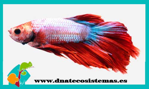 oferta-betta-camboyano-macho-tienda-de-peces-baratos-online-venta-de-peces-de-agua-tropical-venta-de-peces-online-tienda-peces-online-vendapeixeonline